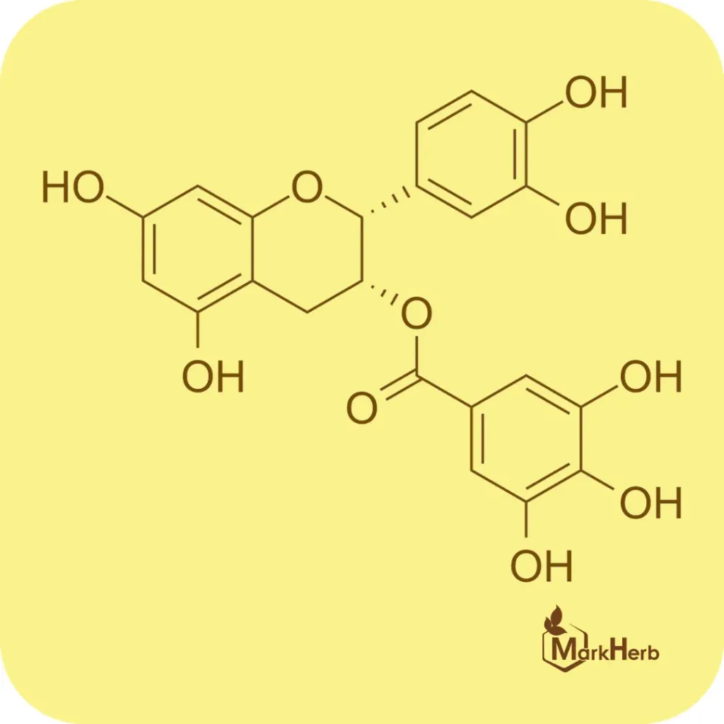 Epicatechin Gallate